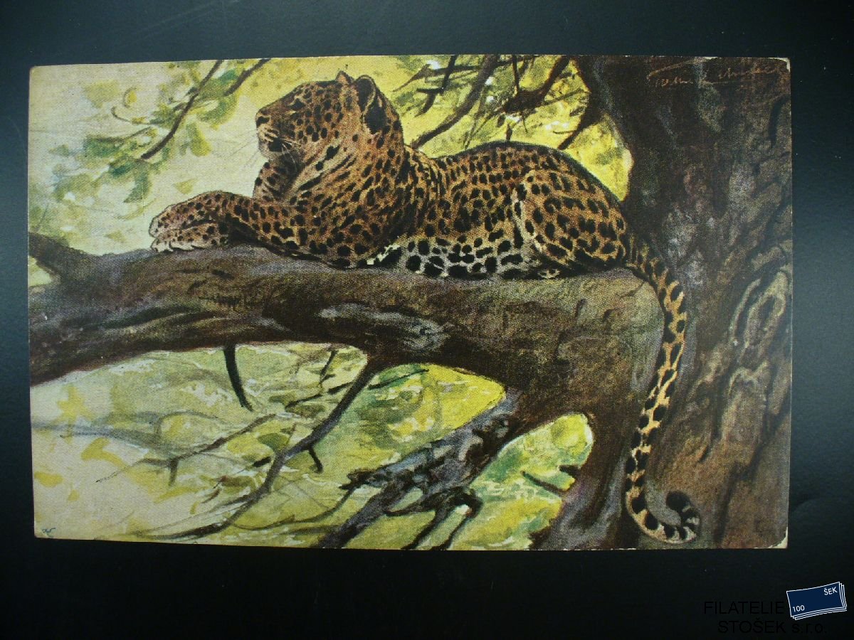 Pohledy - Jaguár na stromě