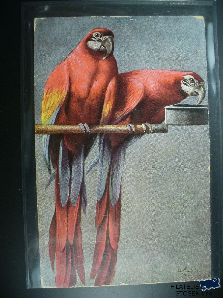 Námětová pohlednice - Zvířata - Papoušci