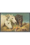 Námětová pohlednice - Zvířata - Koně