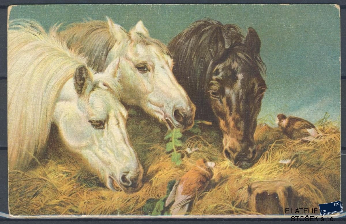 Námětová pohlednice - Zvířata - Koně