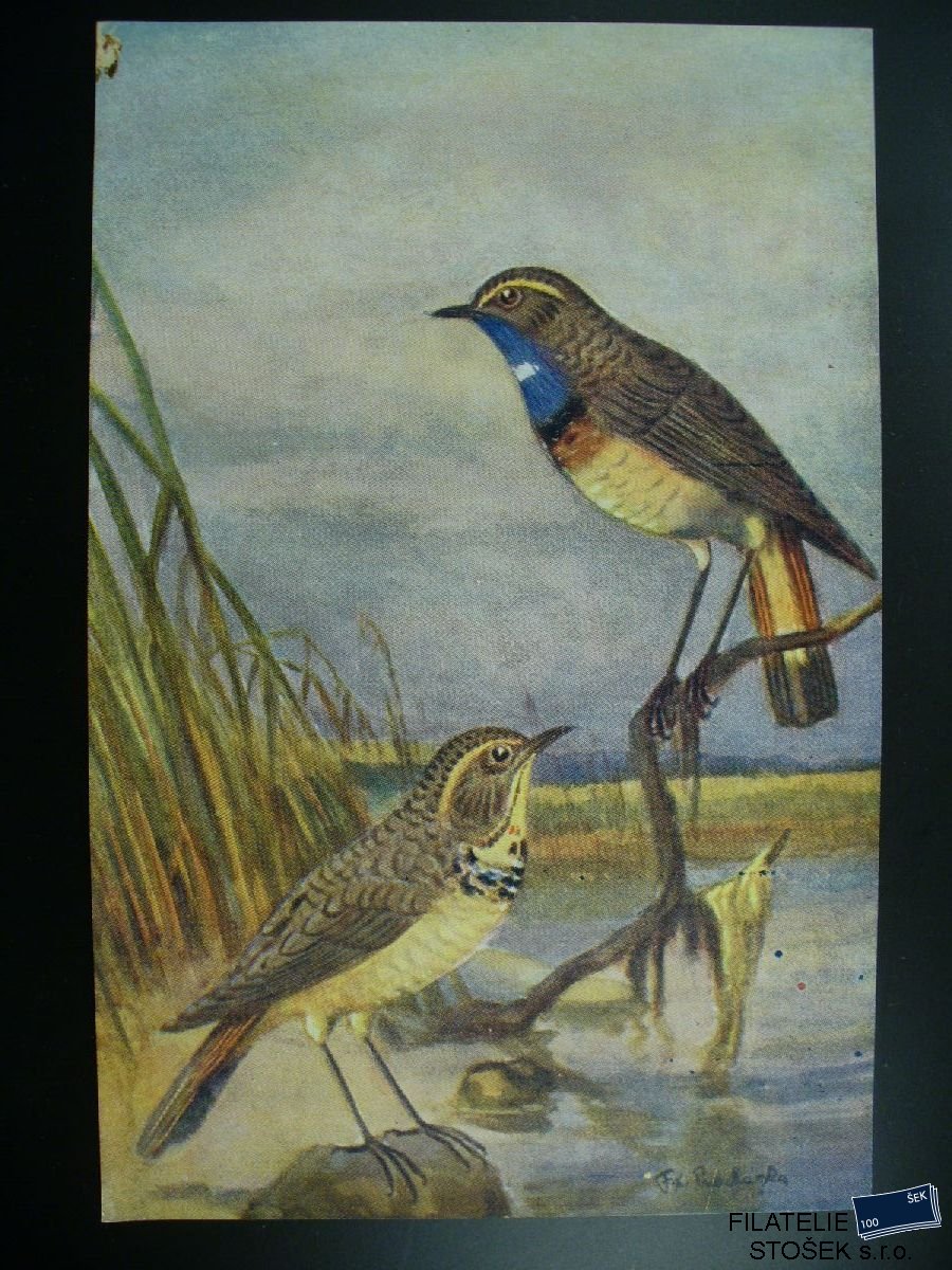 Námětová pohlednice - Zvířata - Modrák obecný