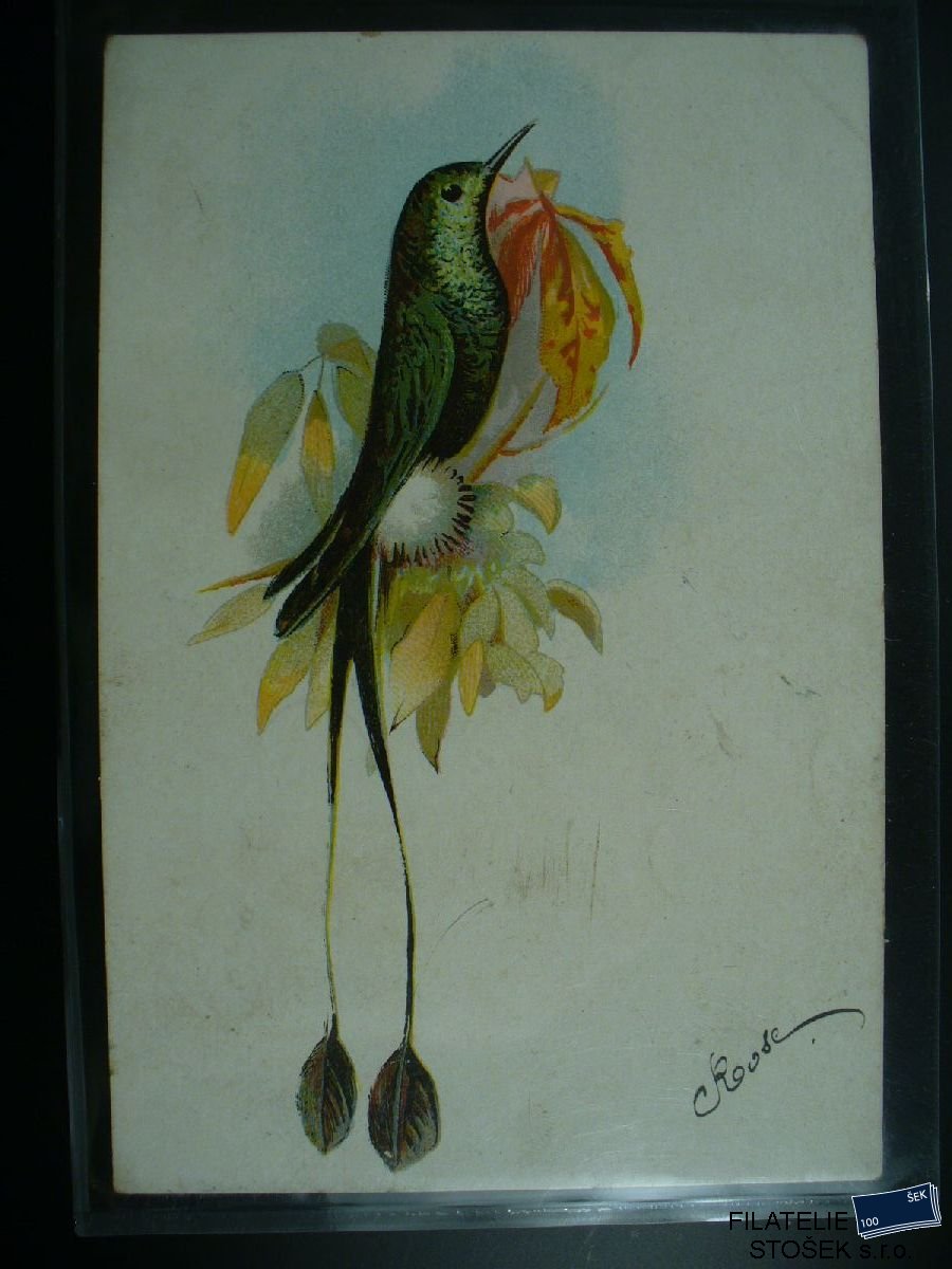 Námětová pohlednice - Zvířata - Ptáci