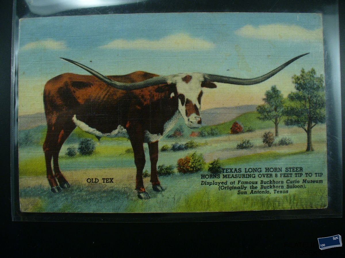 Námětová pohlednice - Zvířata - Texaský býk
