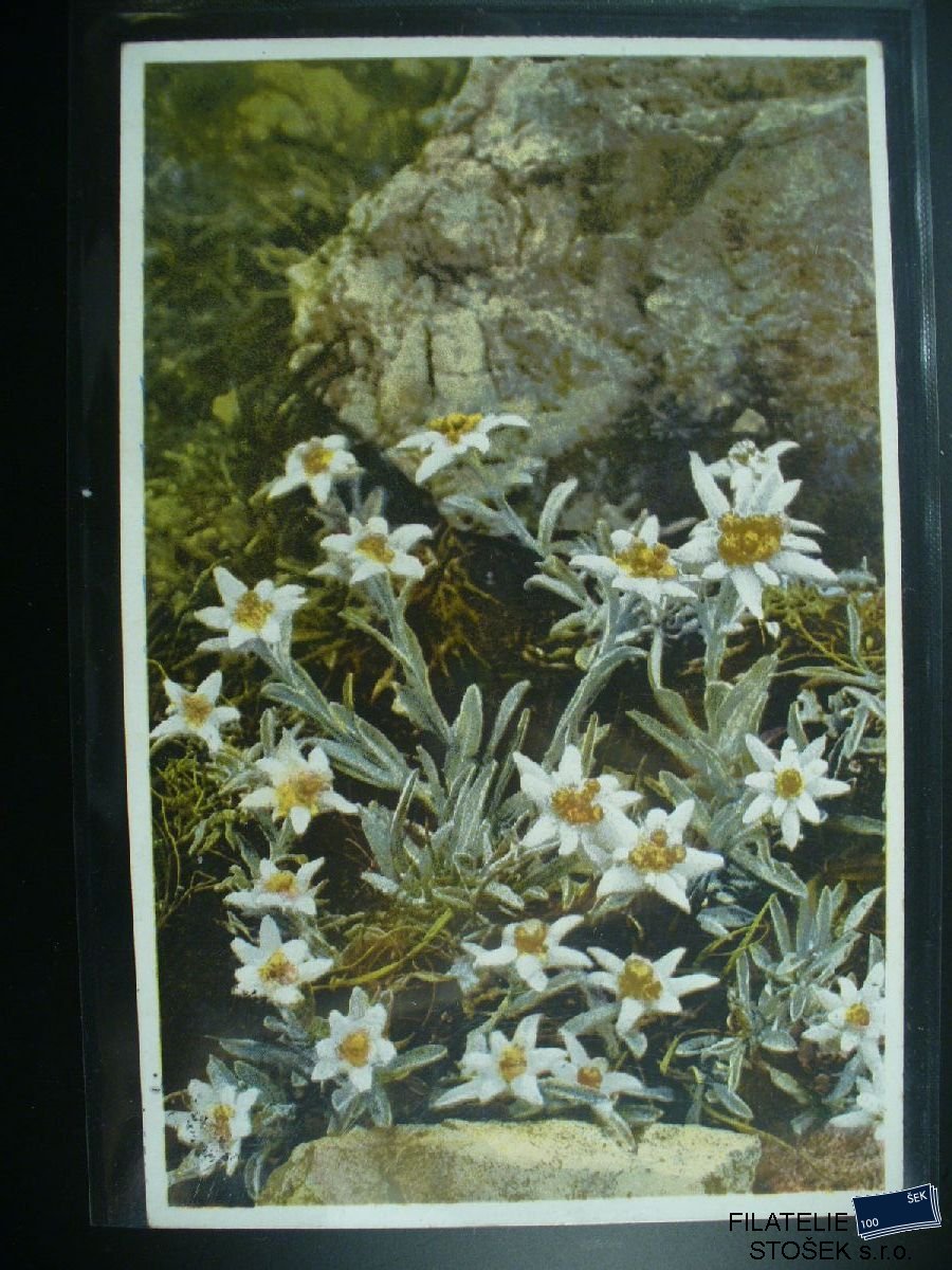 Námětová pohlednice - Flóra - Plesnivec alpský