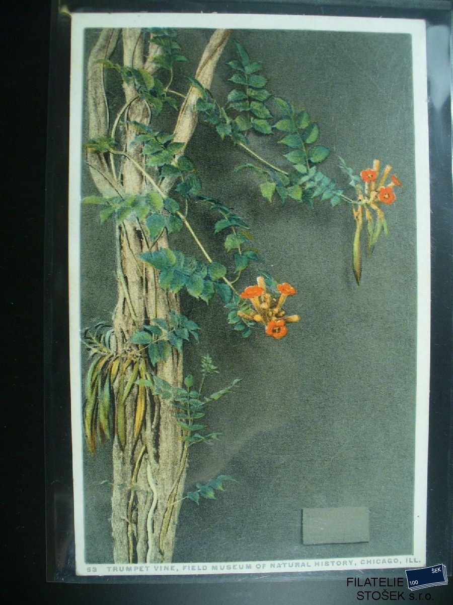 Námětová pohlednice - Flóra - Křivouš kořenující