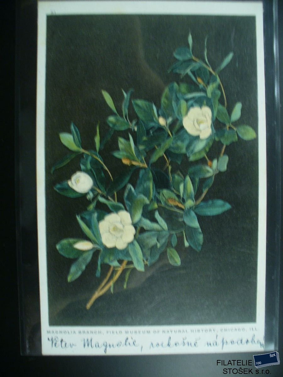 Námětová pohlednice - Flóra - Magnolie