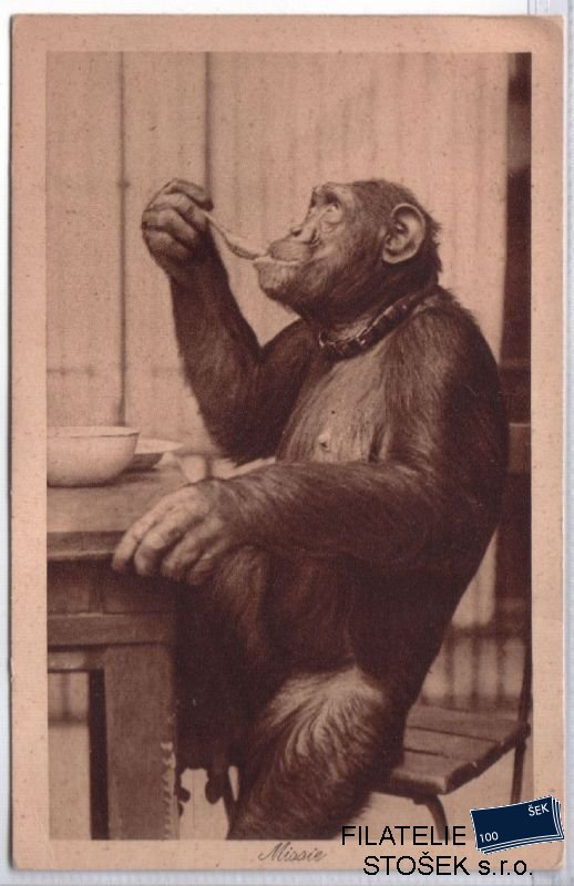 Šimpanz - pohledy
